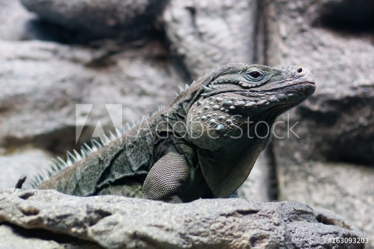 Picture of Iguana looking